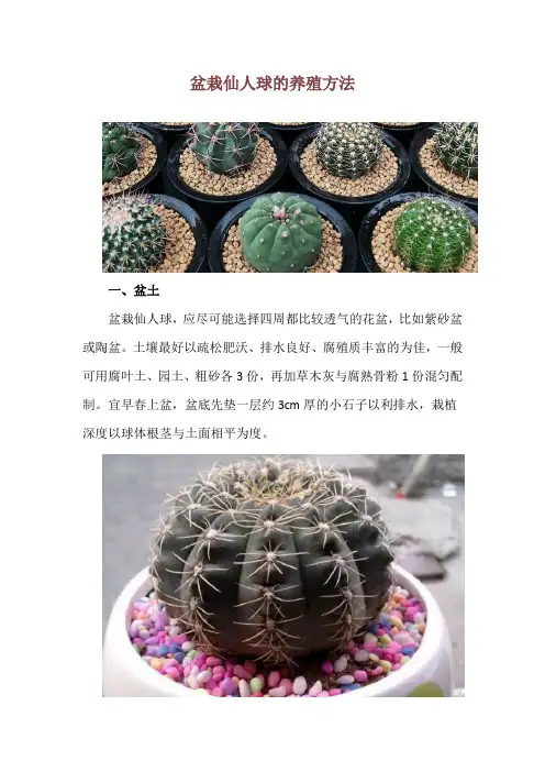 盆栽仙人球的养殖方法
