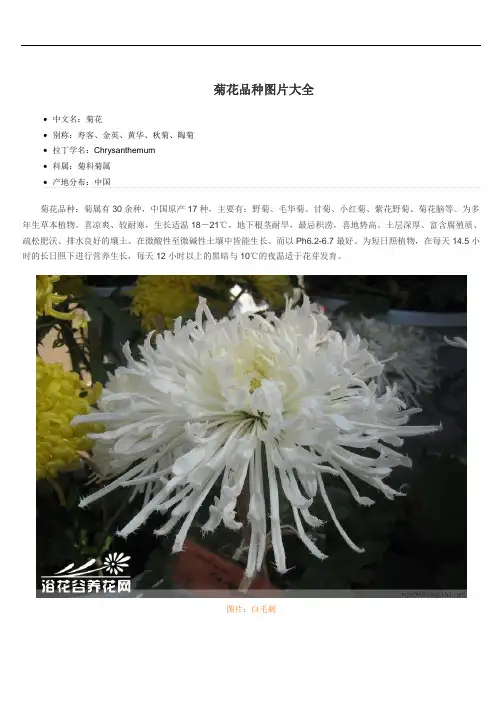 菊花品种图片大全