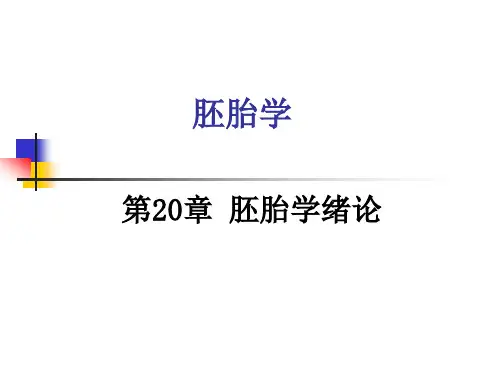 组织学与胚胎学第20、21章医学胚胎学讲解课件
