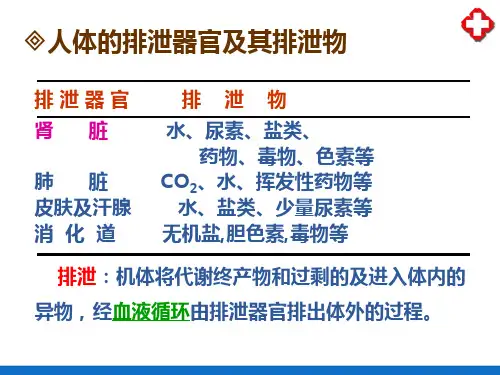 泌尿系统概述(人体解剖生理学)