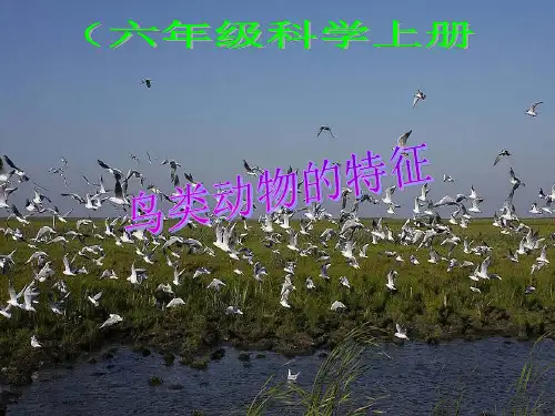 《鸟类动物的特征》教学精品PPT课件