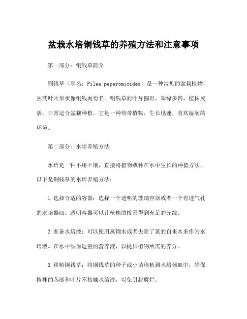 盆栽水培铜钱草的养殖方法和注意事项