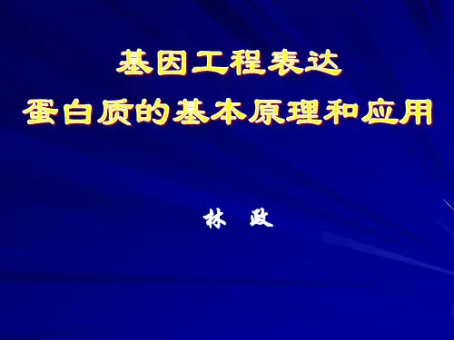 蛋白质表达