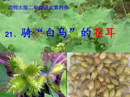 21、骑白马的苍耳