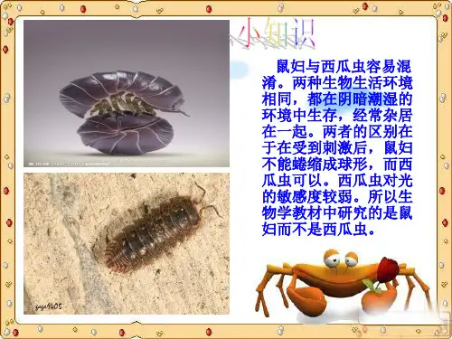 【精】初一生物鼠妇实验PPT全面版
