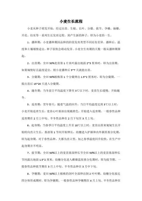 小麦生长流程