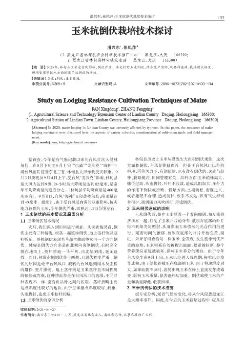 玉米抗倒伏栽培技术探讨