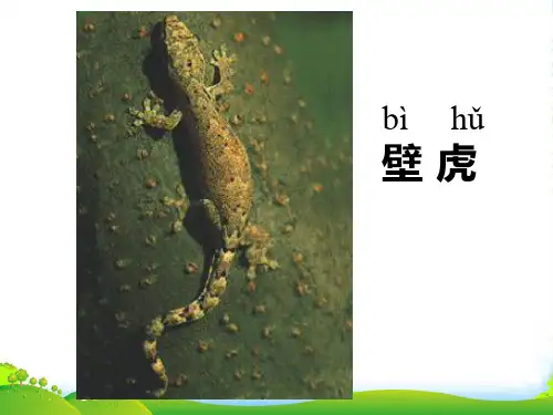 人教部编版一年级下册语文课件-21《小壁虎借尾巴》 (17张)