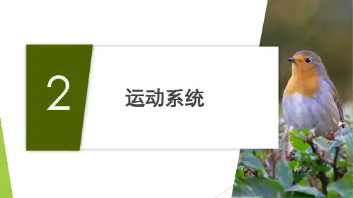 2.1运动系统动物解剖生理