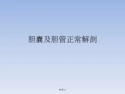 胆囊及胆管解剖
