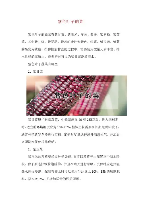 紫色叶子的菜