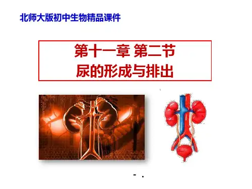 《尿的形成与排出》PPT