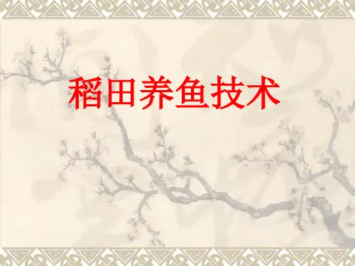稻田养鱼技术