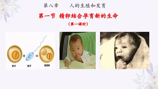 8.1 精卵结合孕育新的生命(第一课时)七年级生物下册(苏教版)