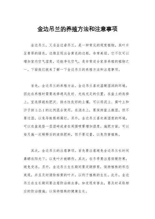 金边吊兰的养殖方法和注意事项