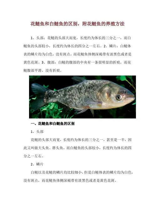 花鲢鱼和白鲢鱼的区别,附花鲢鱼的养殖方法