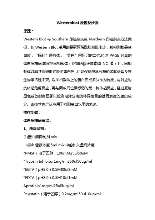 westernblot原理及步骤