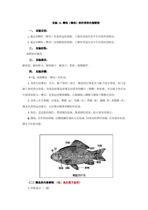 [精品]鲫鱼（鲤鱼）的外形和内部解剖