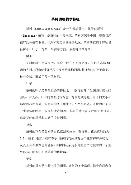 茶树的植物学特征