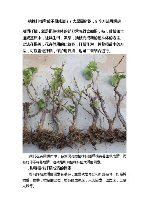 植株扦插繁殖不易成活？7大原因所致，5个方法可解决