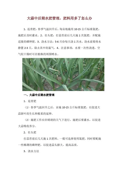 大蒜中后期水肥管理,肥料用多了怎么办