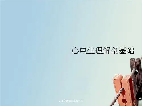 心电生理解剖基础分析