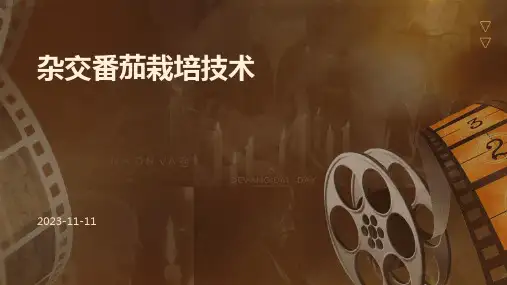 杂交番茄栽培技术