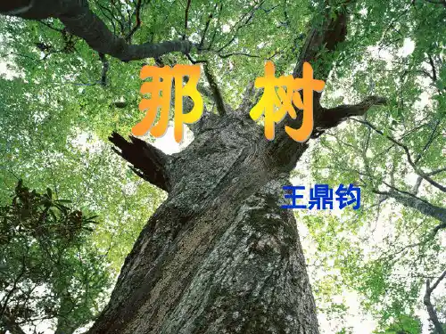 《那树》(人教部编版)省优获奖课件