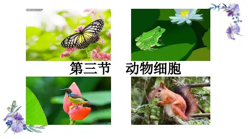 动物细胞-七年级生物上册精选课件(人教版)