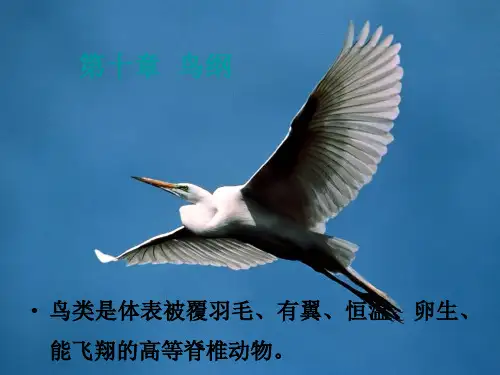 高中生物 普通动物学(五)鸟纲课件 精品