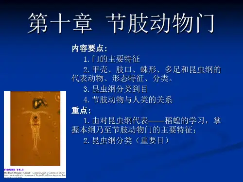 10.节肢动物