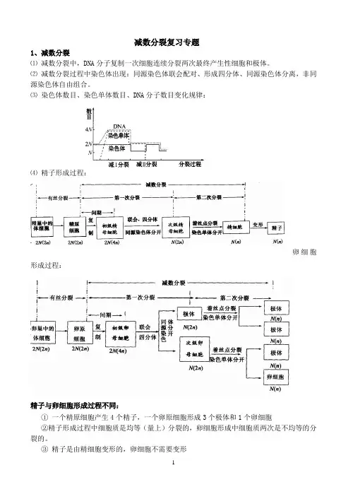 减数分裂专题学案