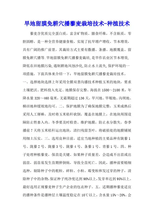 旱地留膜免耕穴播藜麦栽培技术 - 种植技术