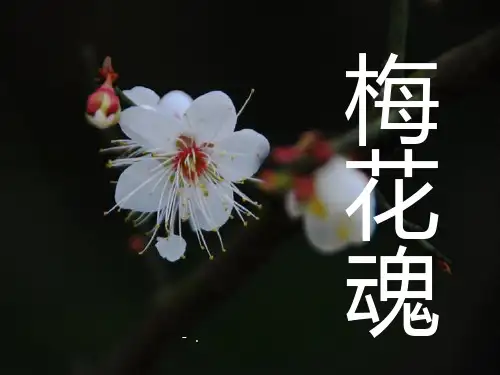 《梅花魂》PPT课件