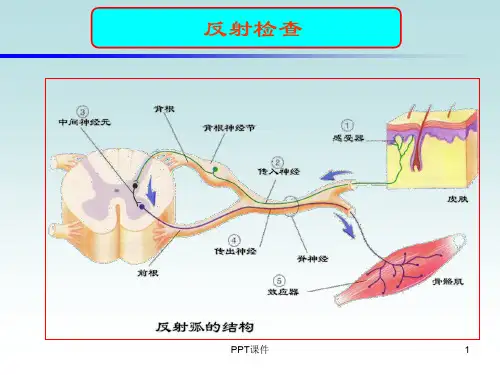 反射检查  ppt课件
