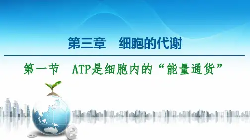 浙科版(2019)必修一  3-1 ATP是细胞内的“能量通货” 课件(58张)