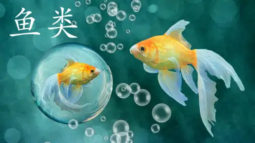 人教版八年级生物上册 第五单元第一章 第四节 鱼 课件(共27张PPT)
