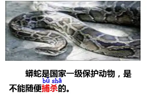一条大蟒蛇PPT课件