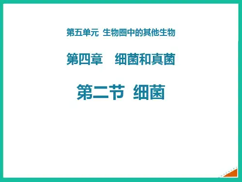最新人教版八年级生物上册《细菌》精品教学课件