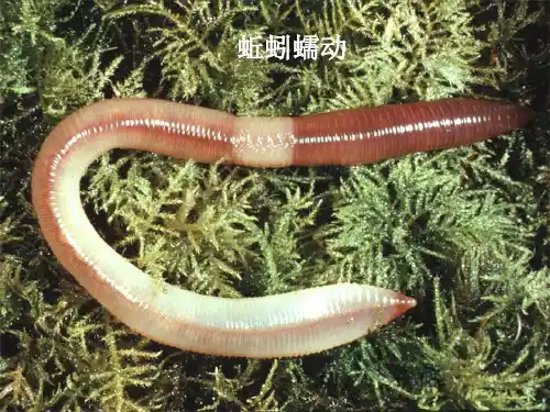 七年级生物上册 第二单元 第二章 第三节 动物的运动课