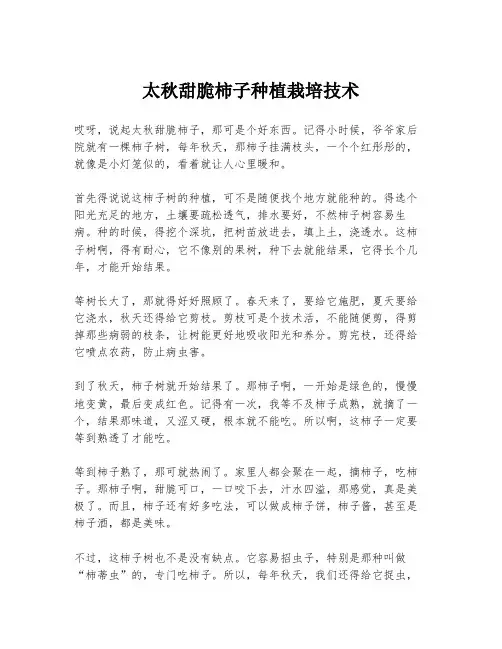 太秋甜脆柿子种植栽培技术
