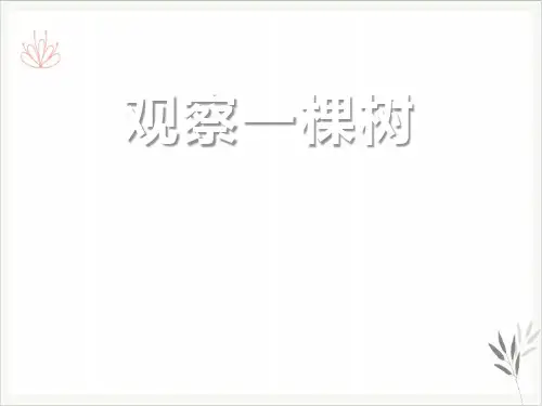 观察一棵树寻访校园里的动植物课件PPT3