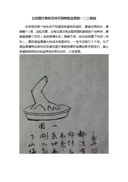 五张图片教你怎样识别树桩盆景的一二三级枝