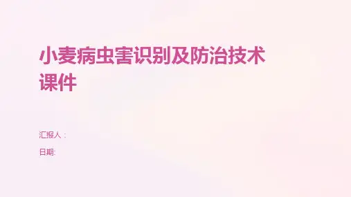 小麦病虫害识别及防治技术课件