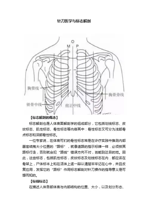 针刀医学与标志解剖