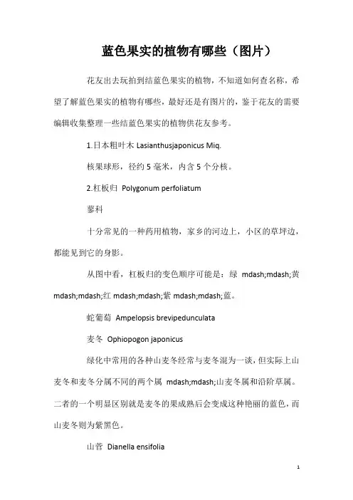 蓝色果实的植物有哪些(图片)