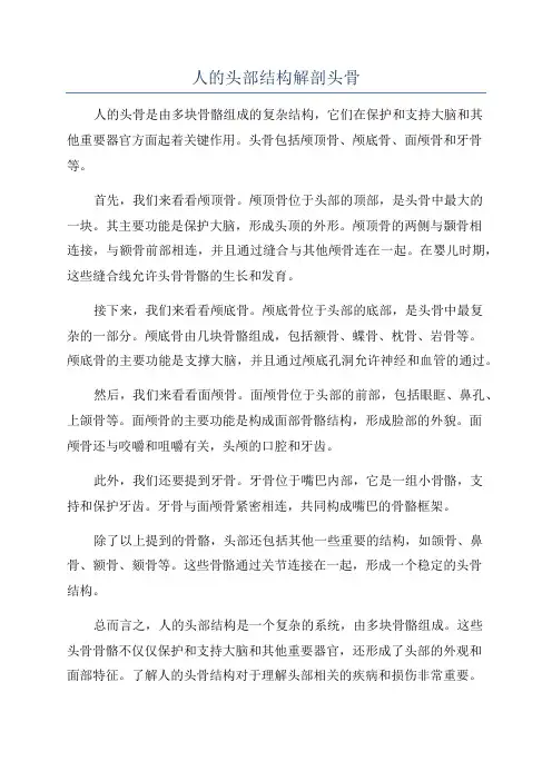 人的头部结构解剖头骨