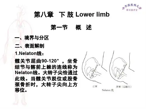 局部解剖学课件下肢-PPT文档资料57页