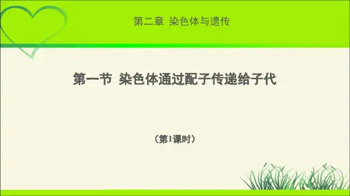 《染色体通过配子传递给子代  第1课时》示范公开课教学课件【高中生物浙科版(新课标)】
