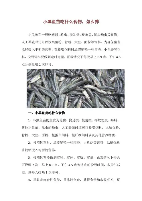 小黑鱼苗吃什么食物,怎么养